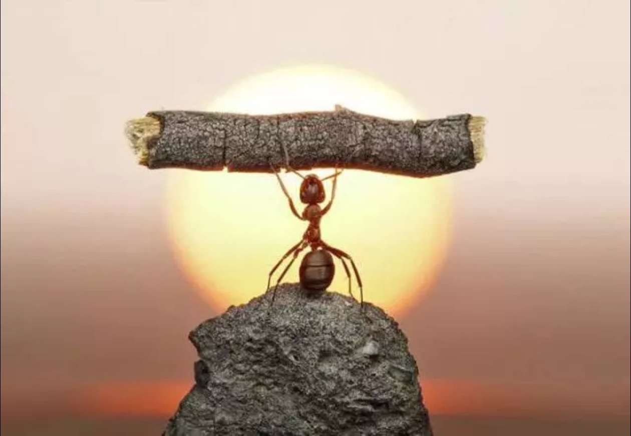 年轻力量快速成长，阵容厚度增强(年轻力量的句子)